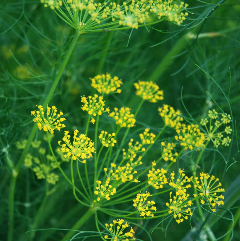 Piccolo Seeds Ladybird’s Shelter Herbs