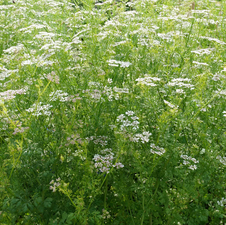 Piccolo Seeds Ladybird’s Shelter Herbs