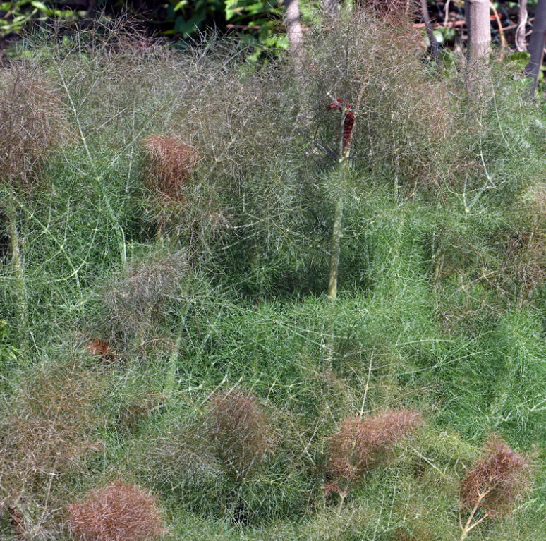 Piccolo Seeds Ladybird’s Shelter Herbs