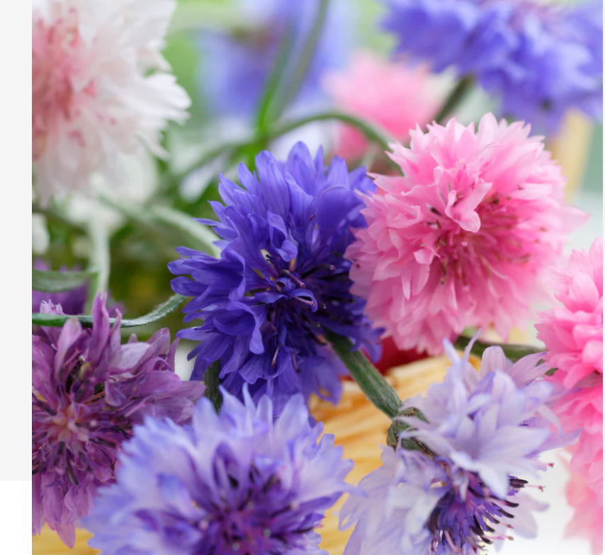 Piccolo Seeds Baking With Flowers Seeds